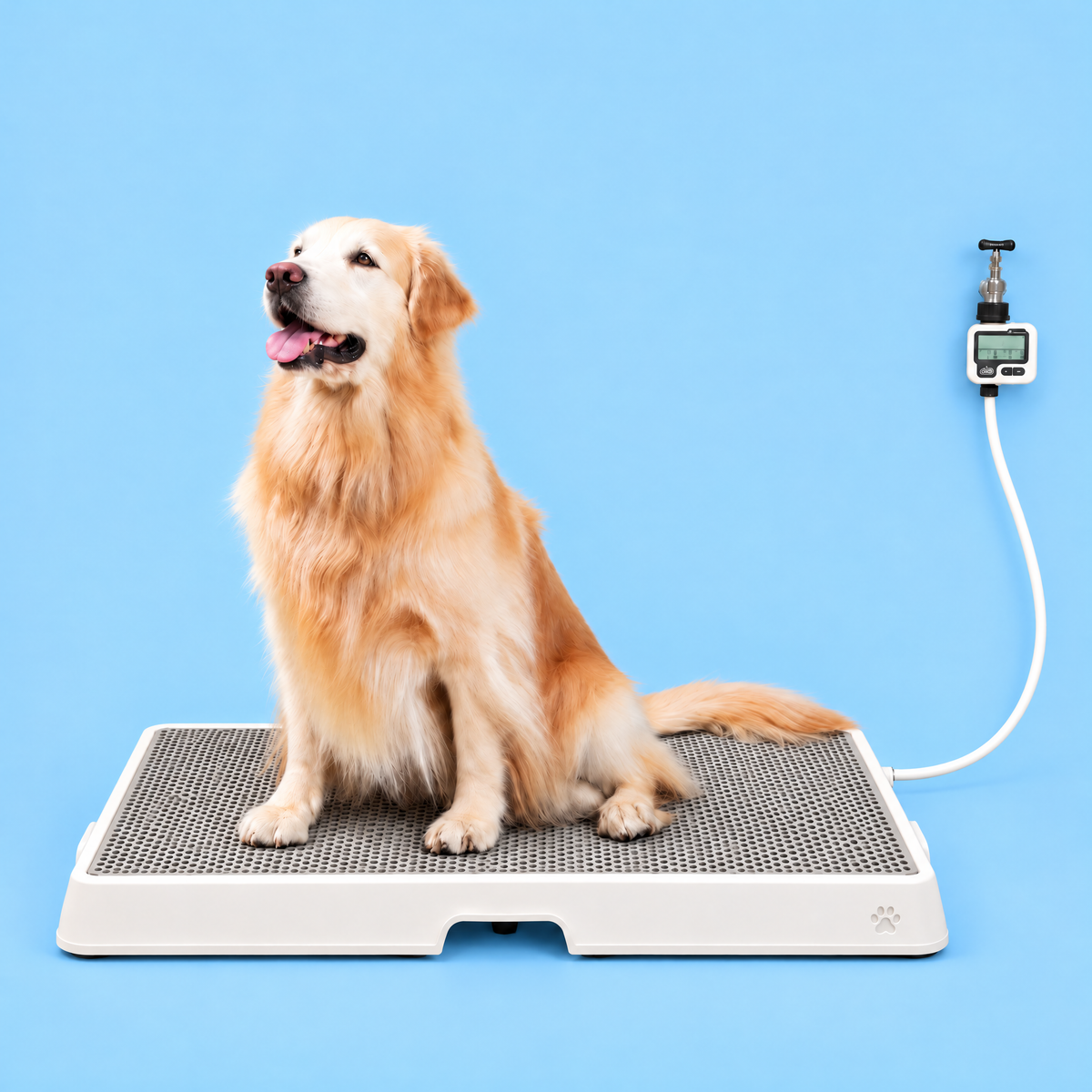 Petzy Smart Dog Potty with a dog sitting on the raised grate