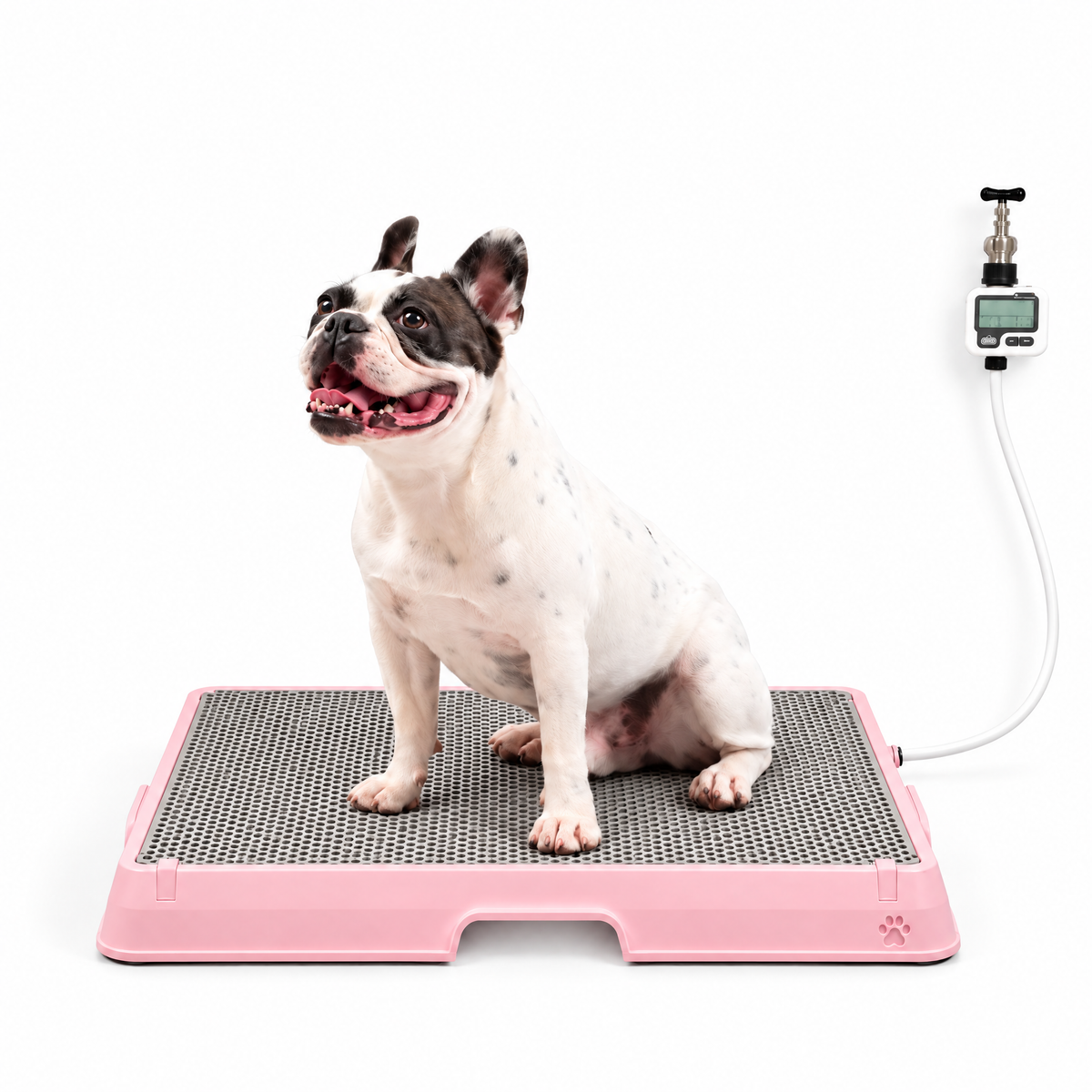 Petzy Smart Dog Potty in Pink with a dog sitting on the raised grate