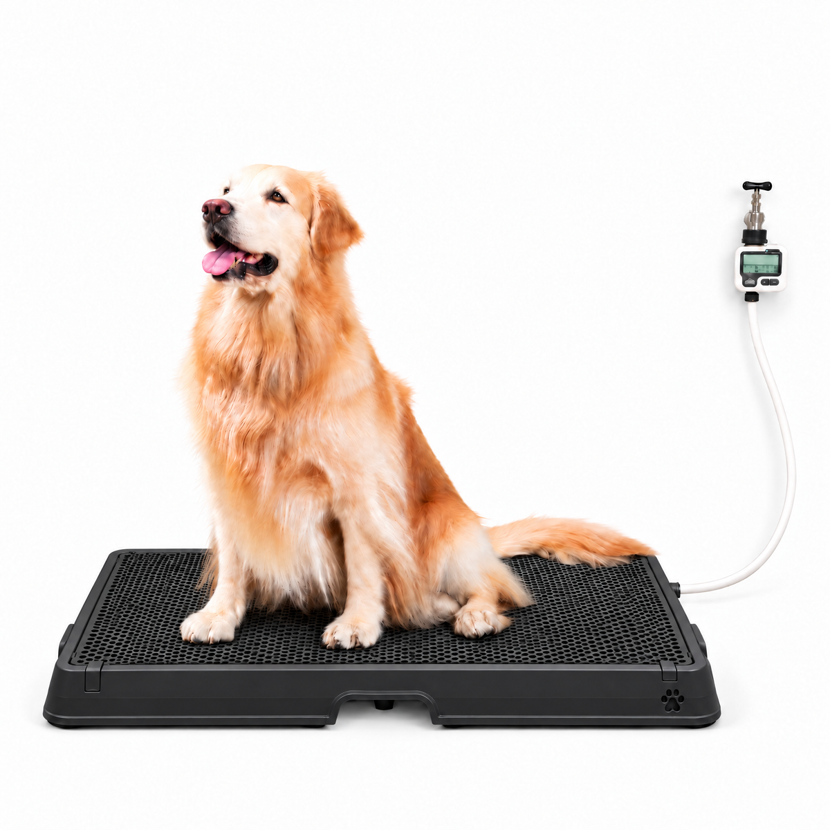 Petzy Smart Dog Potty in All Black with a dog sitting on the raised grate