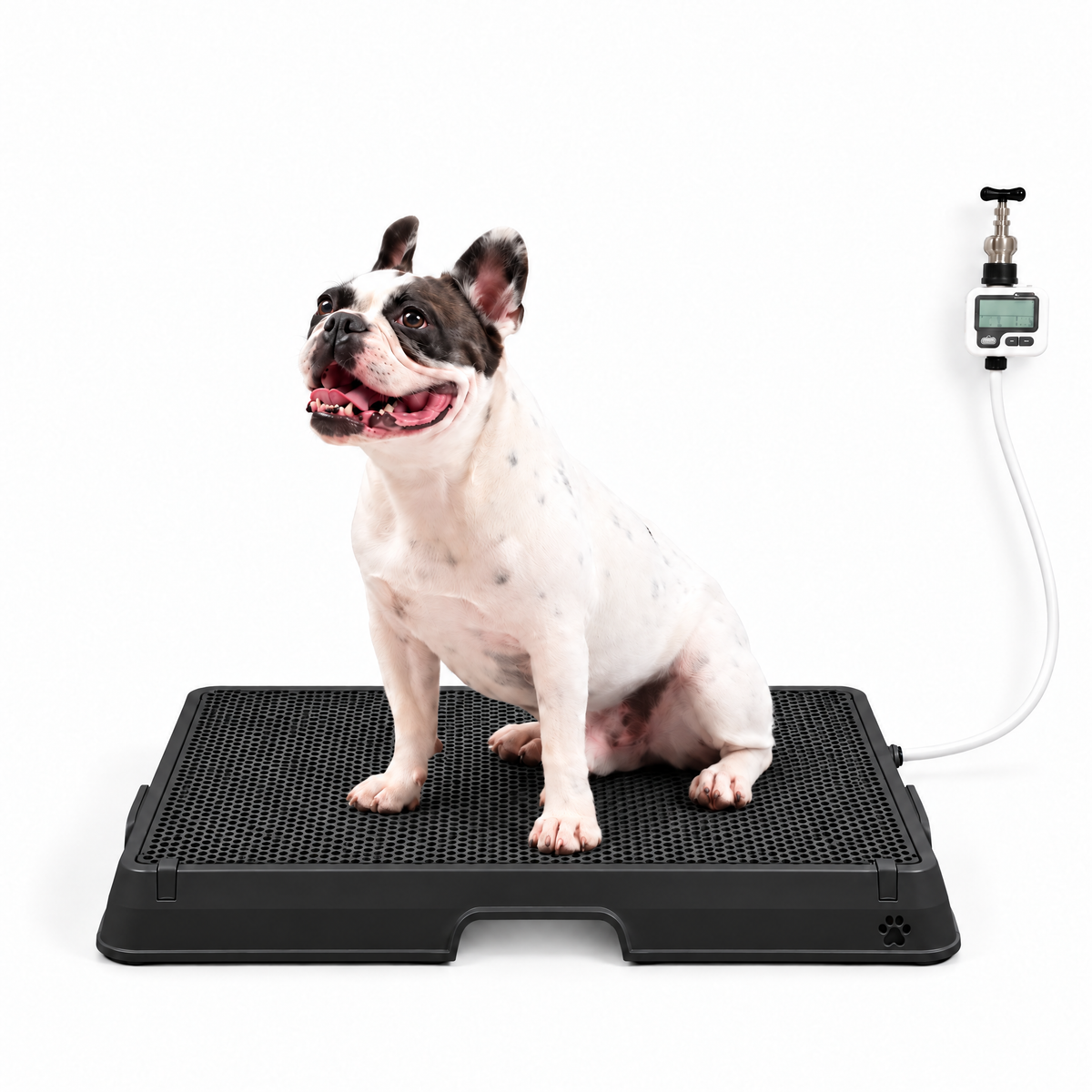 Petzy Smart Dog Potty in All Black with a dog sitting on the raised grate