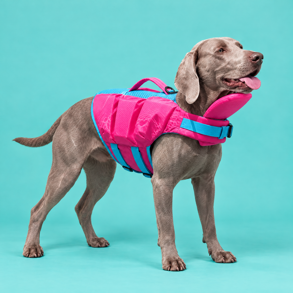 Dog wearing the Petzy Dog Pool Jacket in Pink