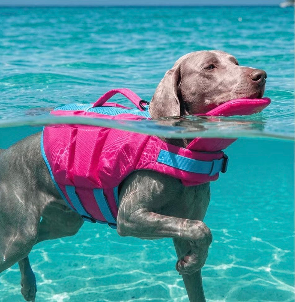 A dog swimming in a pink Petzy life jacket