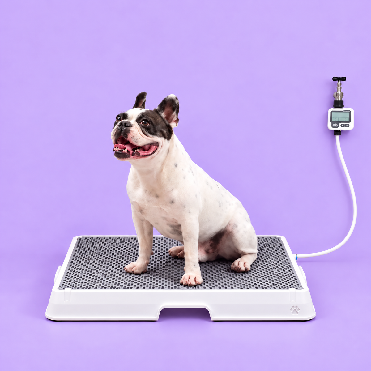 Petzy Smart Dog Potty with a dog sitting on the raised grate