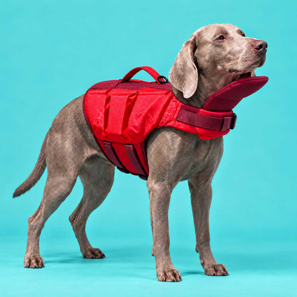 Dog wearing the Petzy Dog Pool Jacket in Red