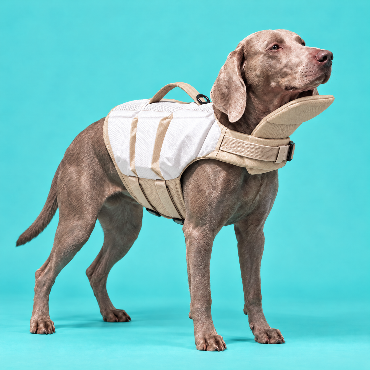 Dog wearing the Petzy Dog Pool Jacket in White