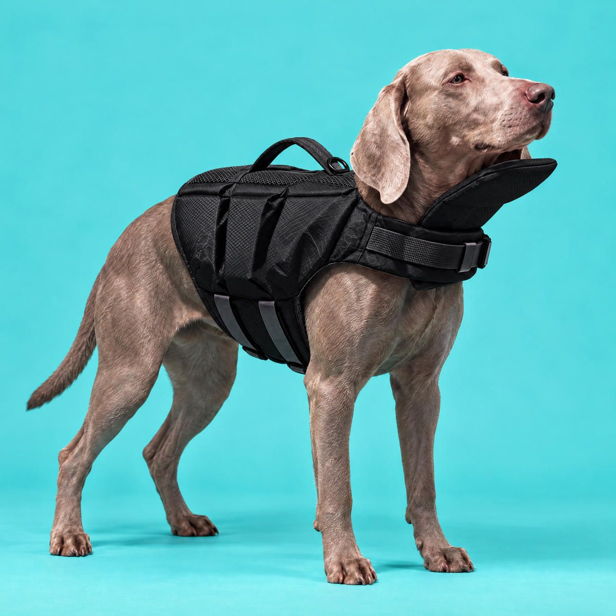 Dog wearing the Petzy Dog Pool Jacket in Black